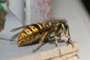 06-3515 Common Wasp (Vespula vulgaris) Queen.